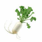 Rettich